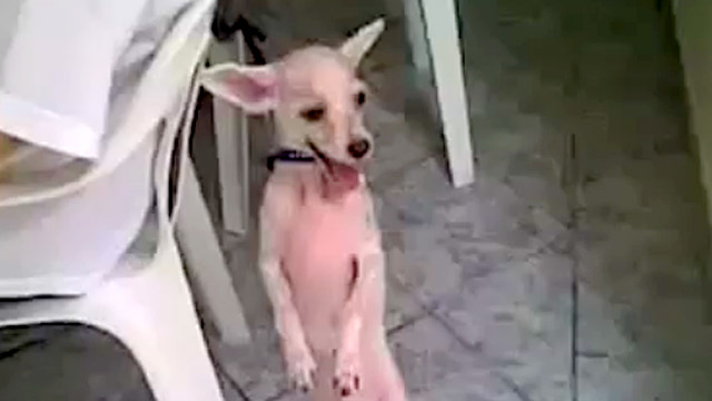 Chihuahua does the salsa
