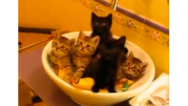 Adorable synchronised kittens
