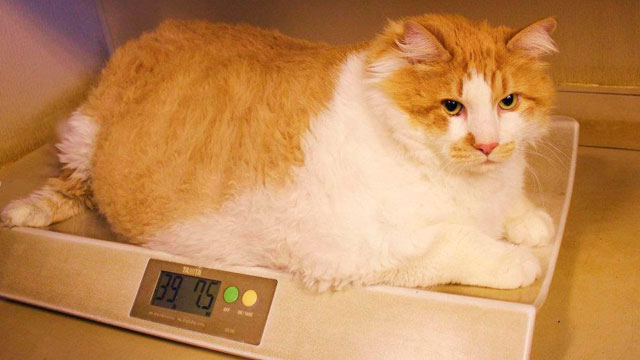 Garfield could be world's largest cat weighing 18 kilos!