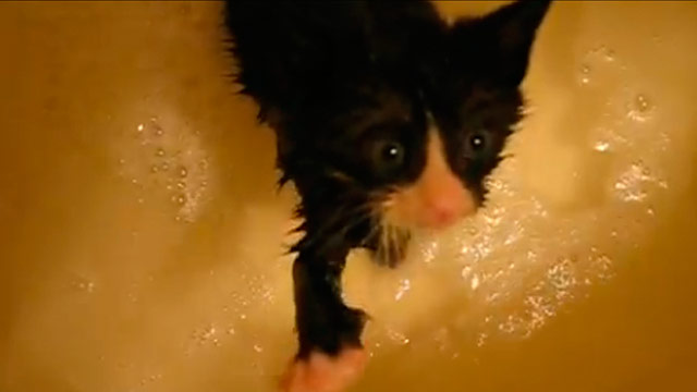 Angry kittens get first bath
