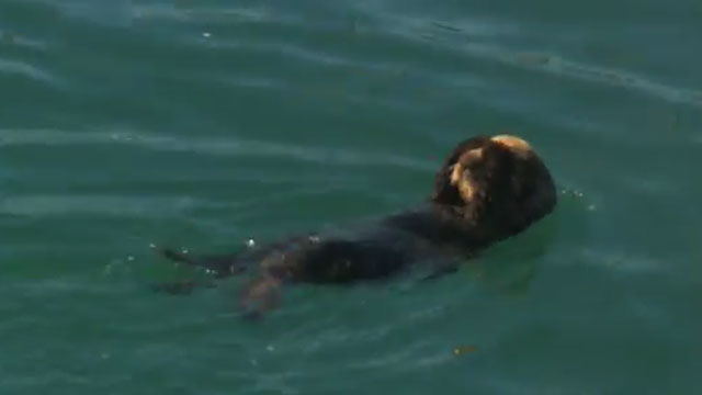 Sea otter covers eyes with paws while swimming