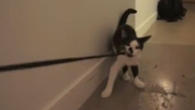 Clever cat shows how to walk a human