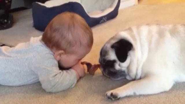 Baby and his pug have a Lady and the Tramp moment
