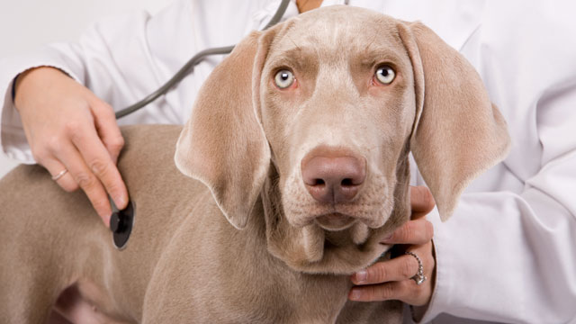 How to keep your puppy's health in check