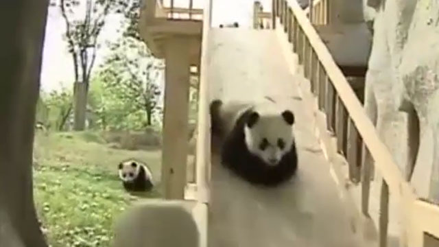 Video: Adorable pandas take turns on slide