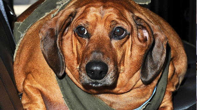 Obese dachshund named Obie makes US TV Debut