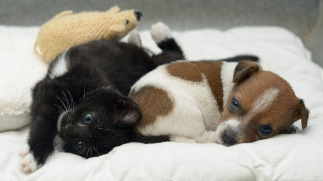 Orphaned puppy and kitten think they are sisters