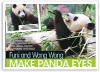 Meet Adelaide Zoo’s new Pandas!