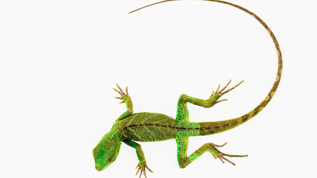 Does the origin of cancer lie with a pregnant lizard?
