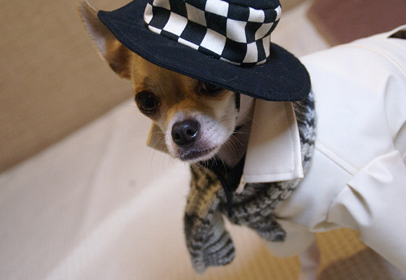 Is this the best dressed dog in the world?