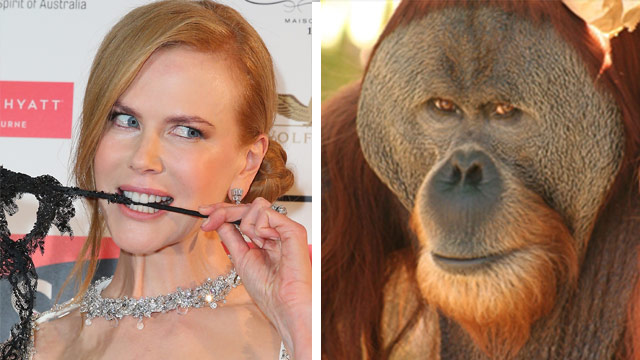 Orangutan’s strange obsession with Nicole Kidman