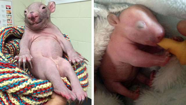 Adorable rescued baby wombat makes full recovery