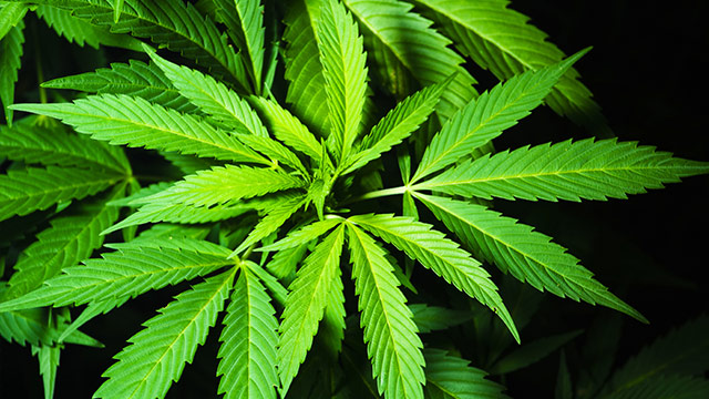 Plans to legalise medicinal marijuana in NSW, one step closer
