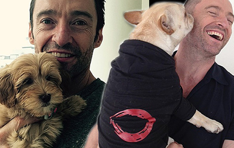 Hugh Jackman and his new cavoodle.