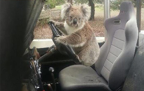 koala car stealing
