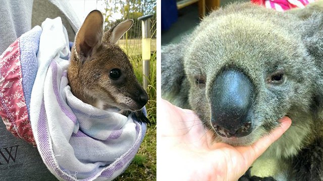 bushfire koala mittens joey pouches
