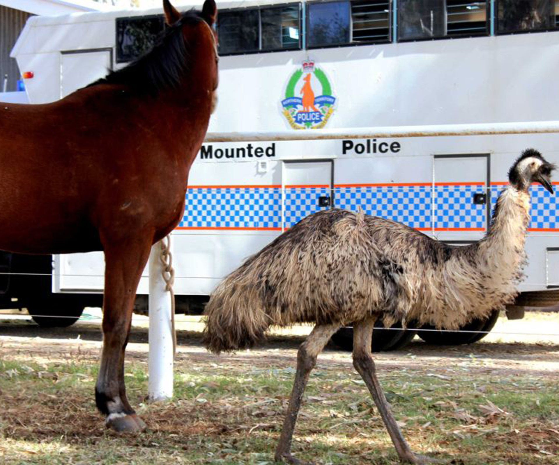Emu and horse