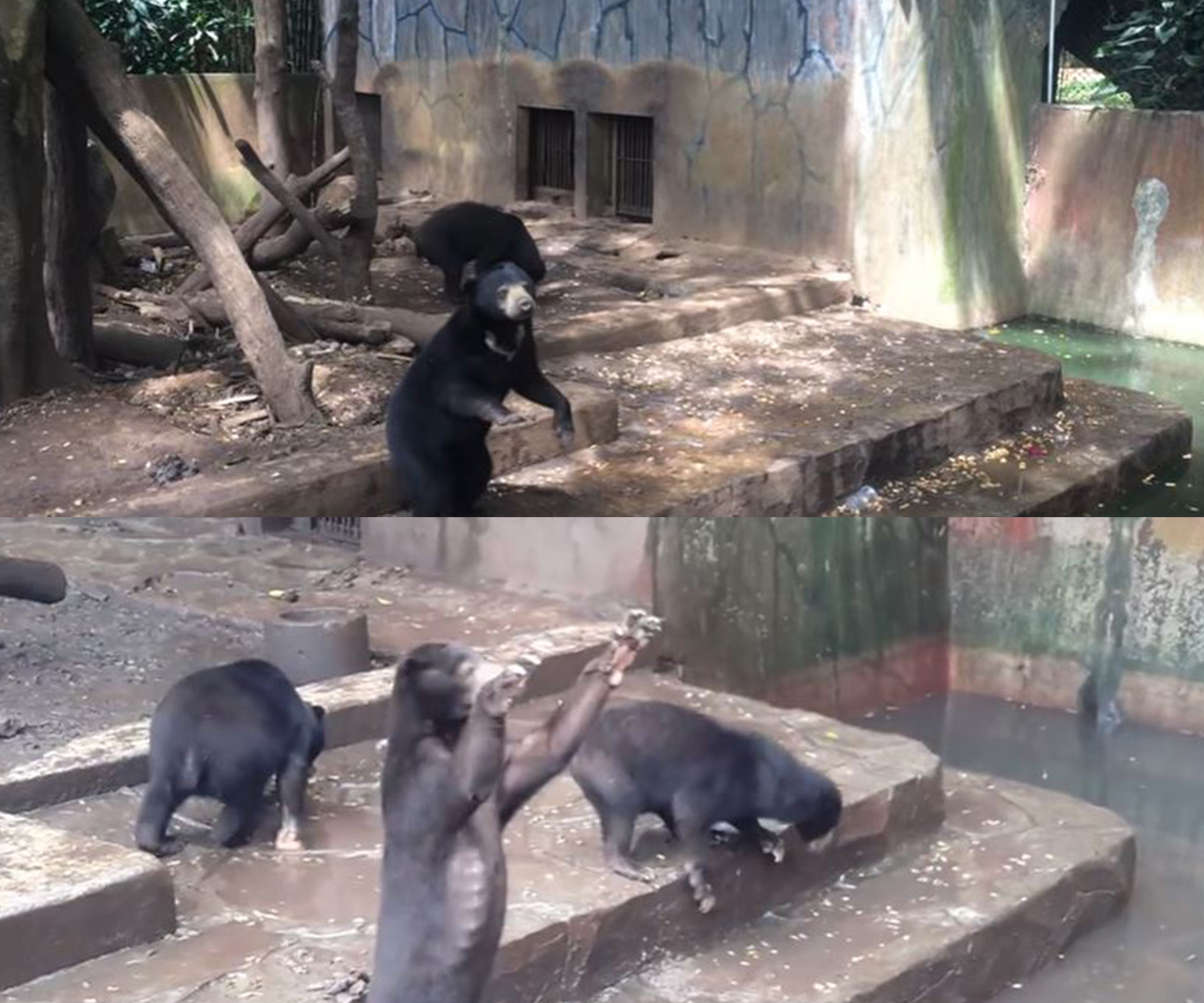 Sun bears at Indonesia’s Bandung Zoo.