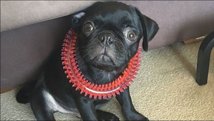 UPDATED: Egg the pug wasn't stolen at knifepoint